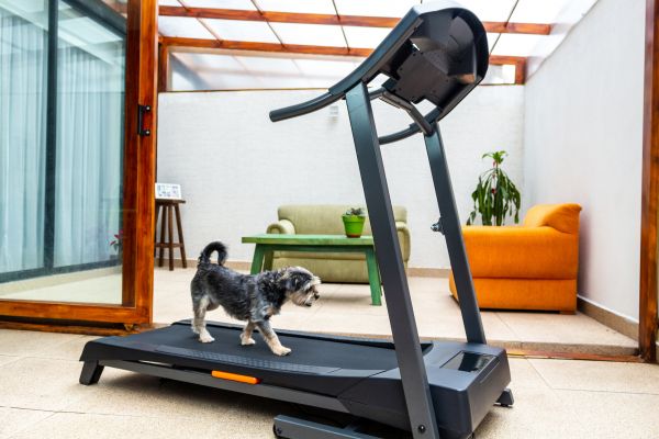 Treadmill Installation in Layton