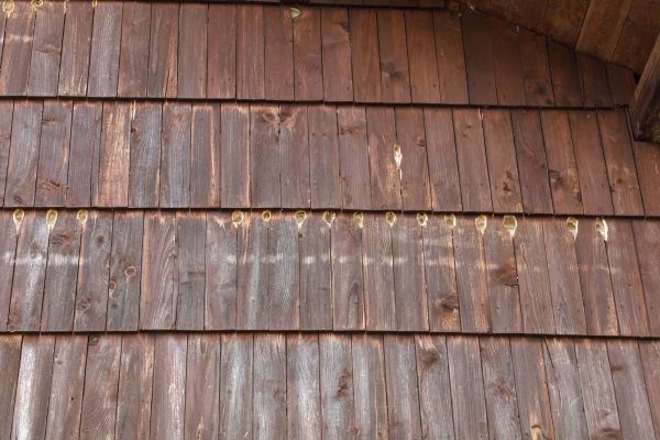 Cost of Woodpecker Hole Filling in Layton