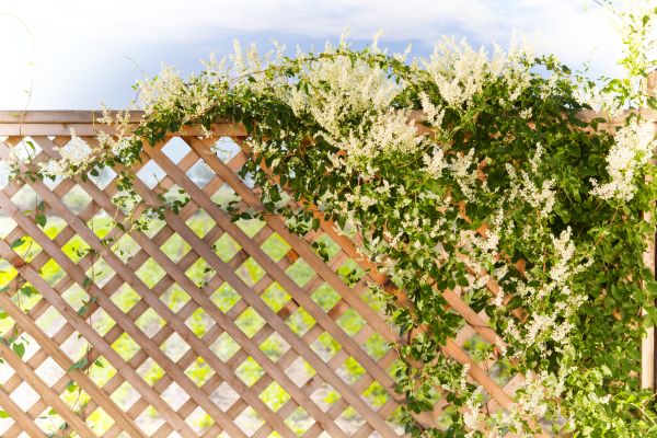 Lattice Repair in Layton