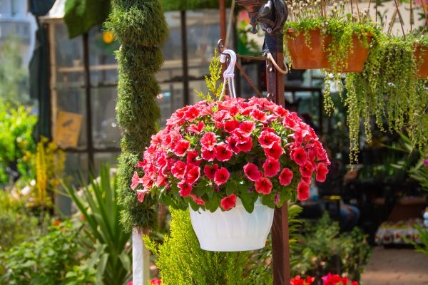 Hanging Planter Installation in Layton