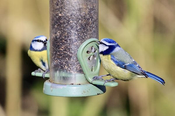 Bird Feeder Mounting Service in Layton