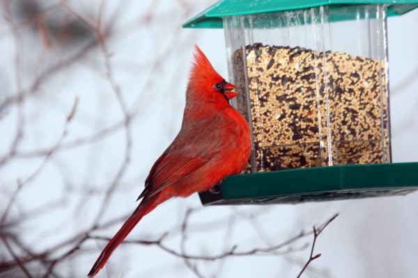 Bird Feeder Hanging in Layton