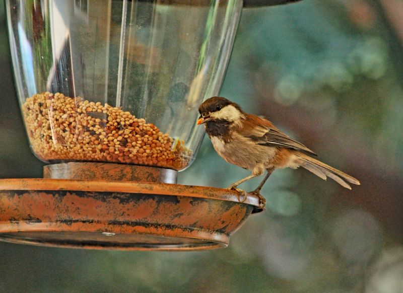 Bird Feeder Installation